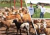 ESTUDIANTE DE LA UAT DESARROLLA INNOVADOR SISTEMA DE MONITOREO DE ALIMENTACIÓN DE BORREGOS