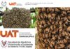 LA UAT LANZA CAMPAÑA PARA RESCATAR Y PROTEGER ENJAMBRES DE ABEJAS