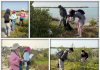 COLABORA LA UAT EN LA CONSERVACIÓN DEL MANGLE EN EL LITORAL TAMAULIPECO
