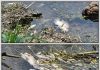 ACTIVAN RESPUESTA INMEDIATA POR MORTANDAD PECES EN CANAL DE EL MANTE