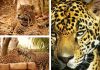 CONTRIBUYE TAMAULIPAS EN LA CONSERVACIÓN DEL JAGUAR