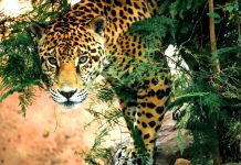 LANZA COMISIÓN DE PARQUES CRUZADA EN PRO DEL JAGUAR