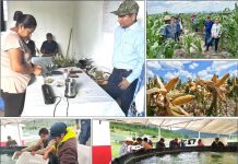 NUEVAS ESTRATEGIAS PRODUCTIVAS FORTALECEN LA ECONOMÍA RURAL EN TAMAULIPAS