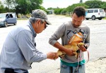 REALIZA SST CAMPAÑA PREVENTIVA PARA LA DETECCIÓN DE RICKETTSIOSIS