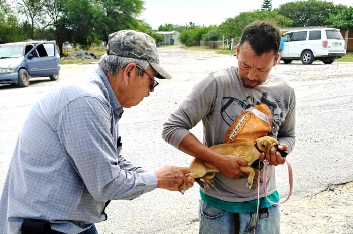 184 foto 1 Rickettsiosis