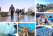 LIBERAN 100 MIL ALEVINES PARA REPOBLACIÓN ACUÍCOLA EN GONZÁLEZ