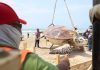 TORTUGA GIGANTE LLEGA A PLAYA TESORO Y REFUERZA EL ATRACTIVO TURÍSTICO DE ALTAMIRA