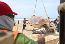 TORTUGA GIGANTE LLEGA A PLAYA TESORO Y REFUERZA EL ATRACTIVO TURÍSTICO DE ALTAMIRA