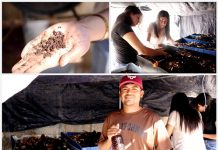 DESARROLLA LA UAT BIOFERTILIZANTES LÍQUIDOS A PARTIR DE LOMBRICOMPOSTA