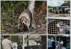 ¡VUELVEN A LA VIDA SILVESTRE! TAMAULIPAS LIBERA ESPECIES TRAS REHABILITACIÓN ESPECIALIZADA