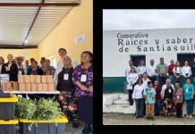 La UAT consolida proyecto de aprovechamiento del laurel para el emprendimiento rural